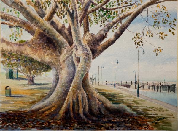 Moreton Bay Fig, Cabbage Tree Creek - Pete Martin - watercolour